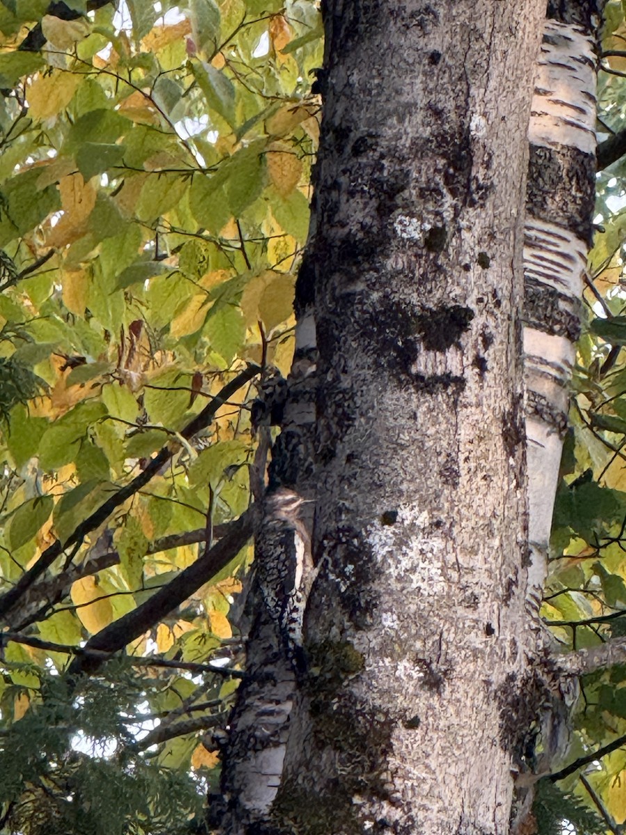 Yellow-bellied Sapsucker - ML642549893