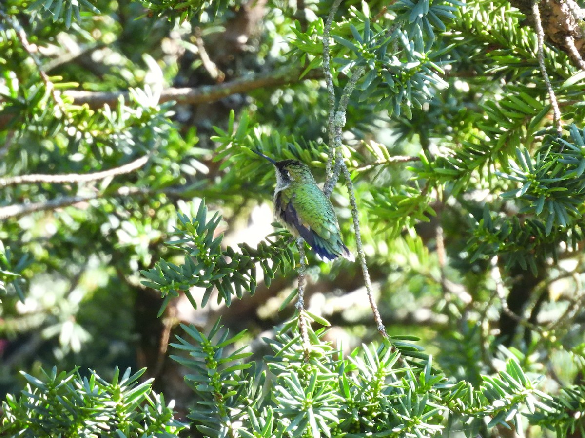 Ruby-throated Hummingbird - ML642549931