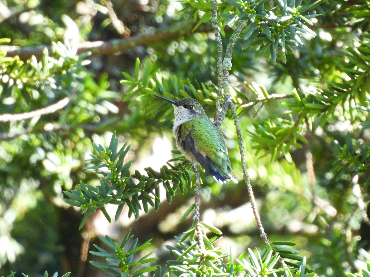 Ruby-throated Hummingbird - ML642549932