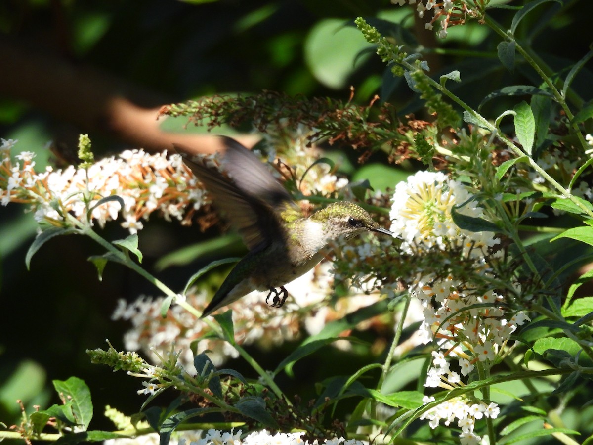 Ruby-throated Hummingbird - ML642549933