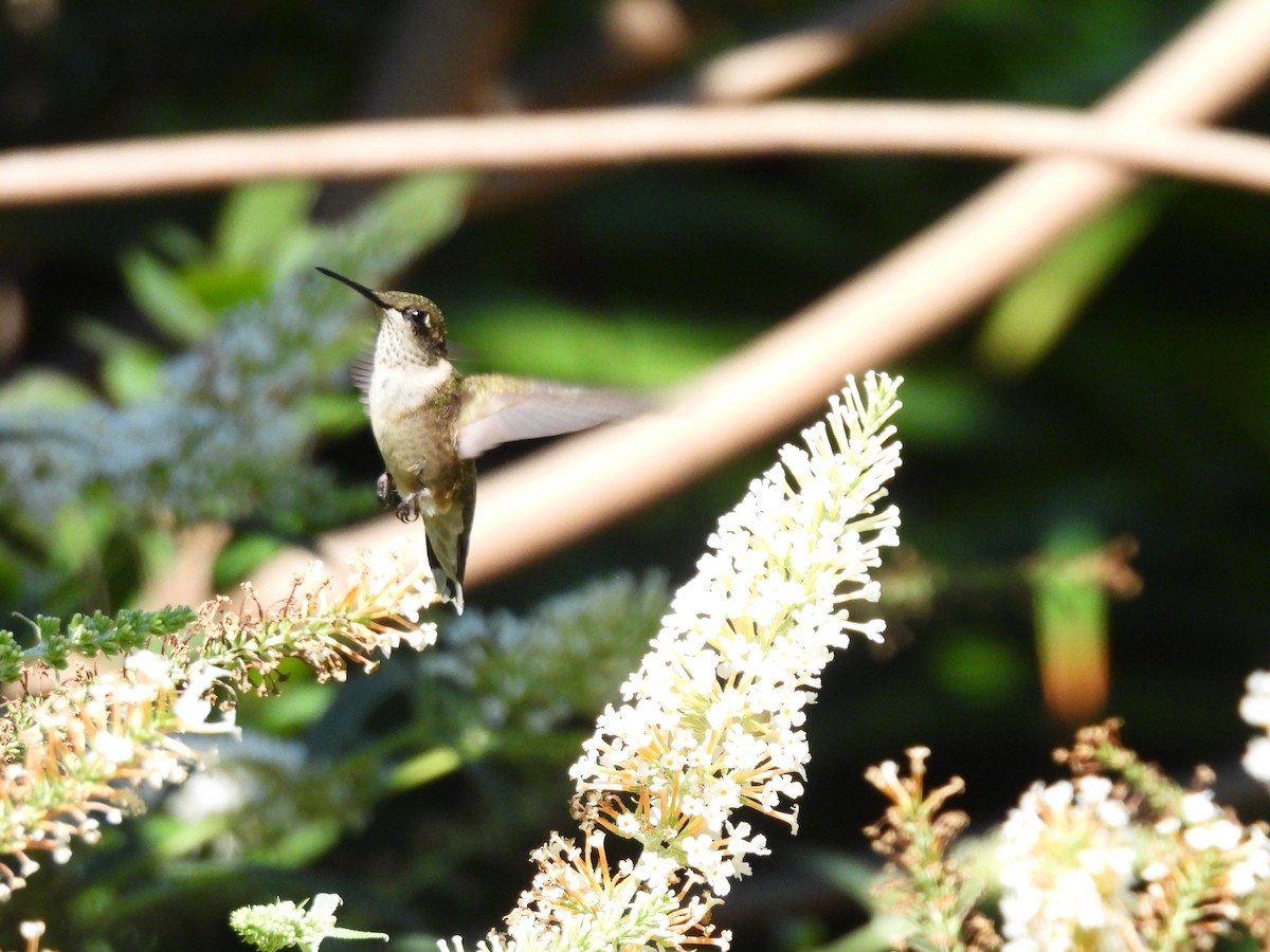 Ruby-throated Hummingbird - ML642549935