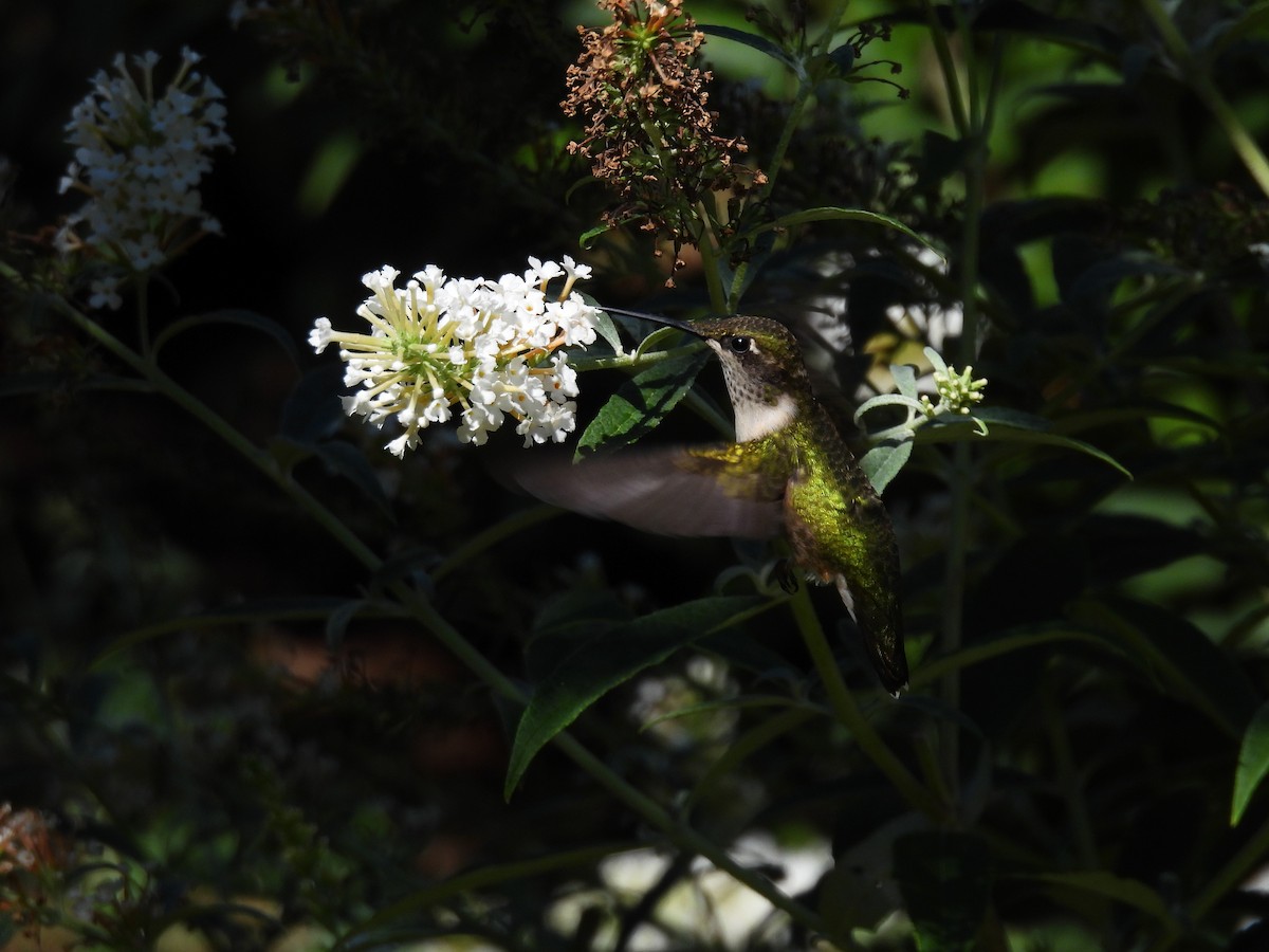 Ruby-throated Hummingbird - ML642549936