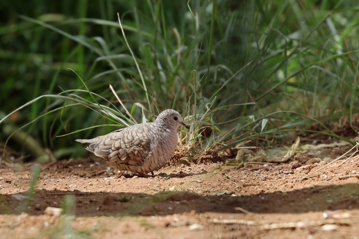 Inca Dove - ML642549946