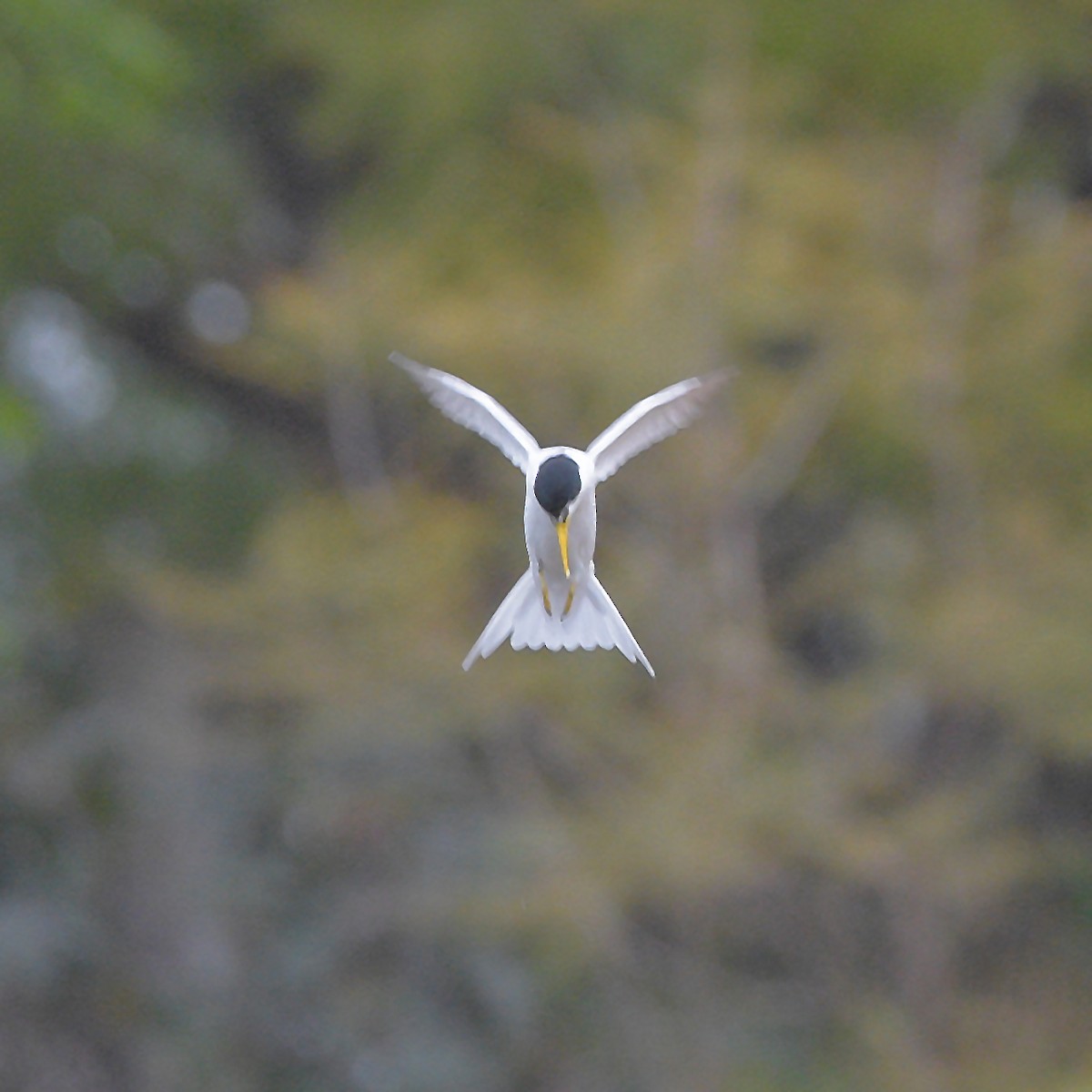 Yellow-billed Tern - ML642549977