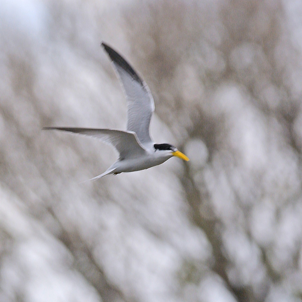 Yellow-billed Tern - ML642549979