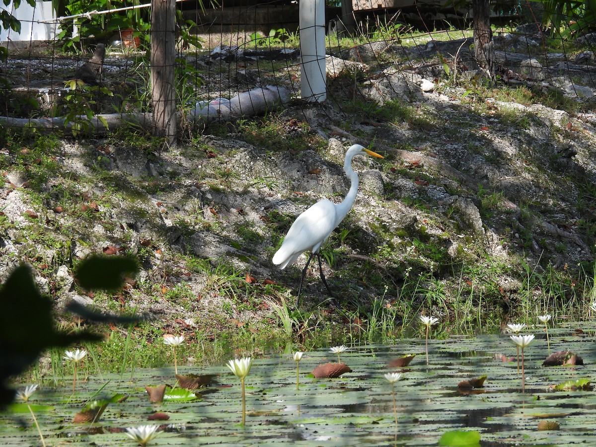 volavka bílá - ML642549984