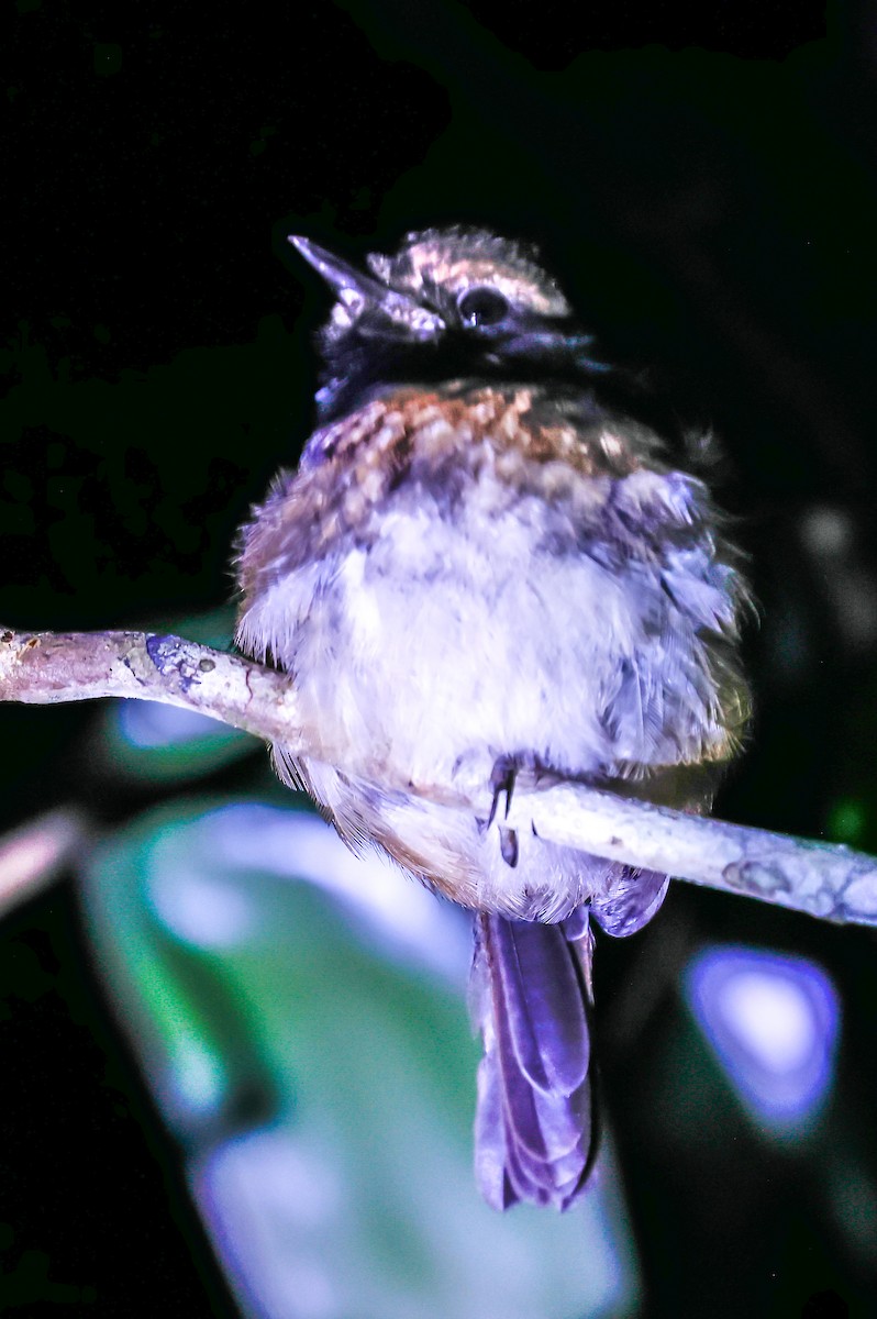 Madagascar Magpie-Robin - ML642550008