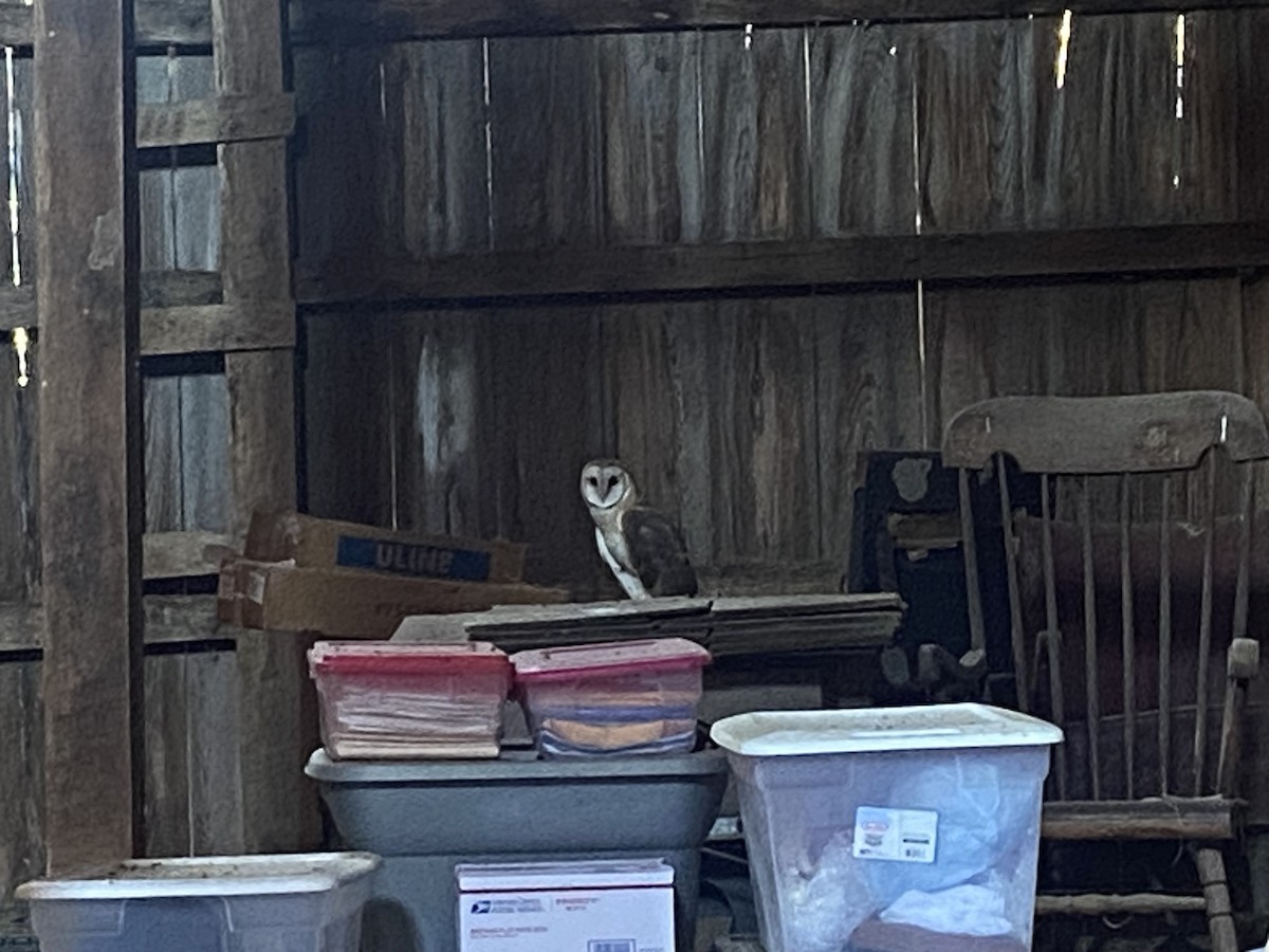 American Barn Owl (American) - ML642550020