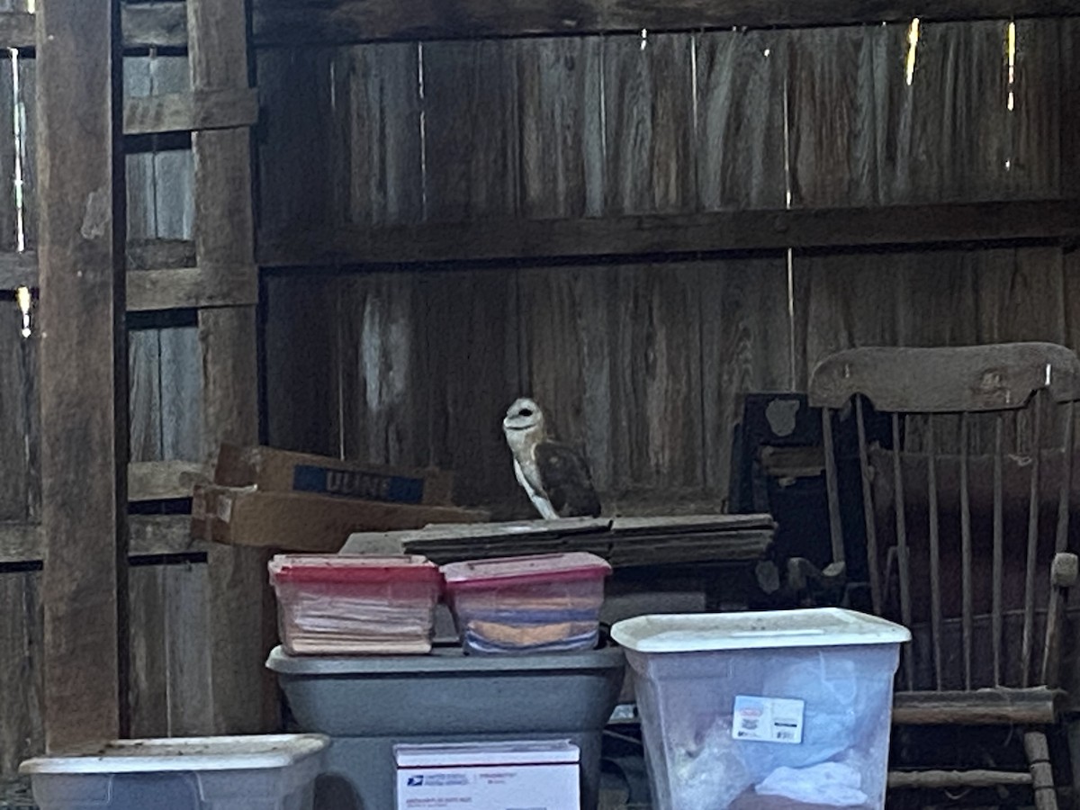 American Barn Owl (American) - ML642550021