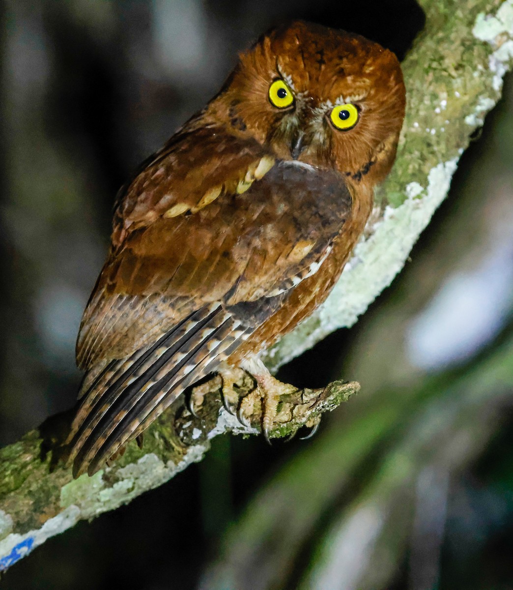 Madagascar Scops-Owl (Rainforest) - ML642550030