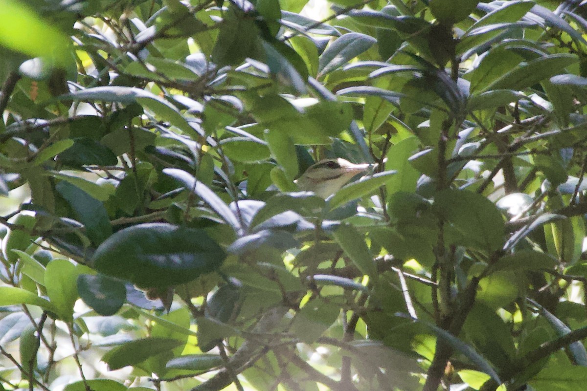 Black-whiskered Vireo - ML642550048