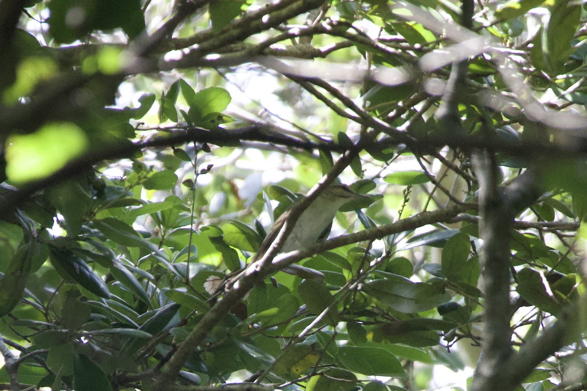 Black-whiskered Vireo - ML642550049
