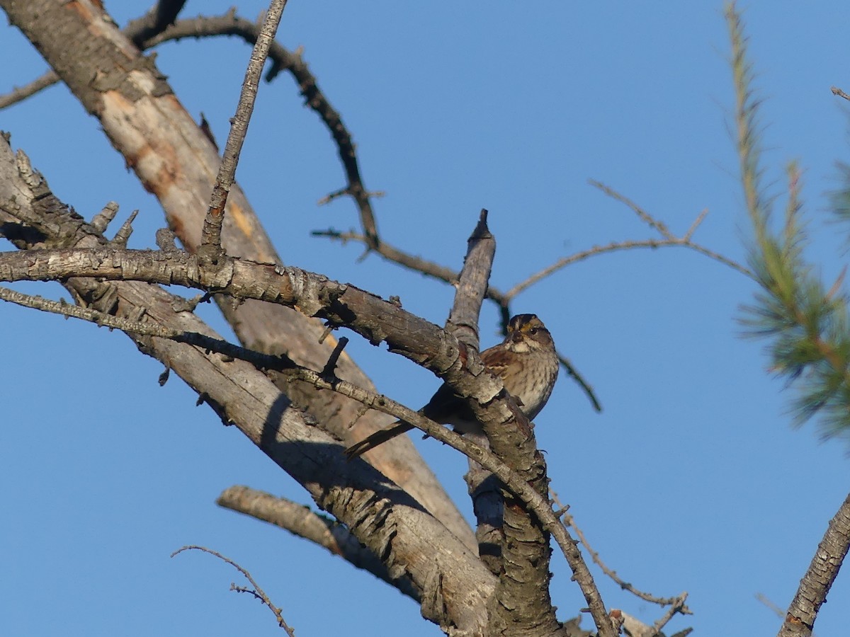 White-throated Sparrow - ML642550055