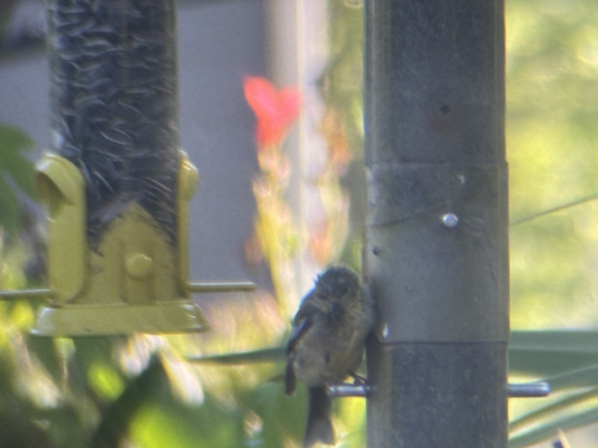 American Goldfinch - ML642550069