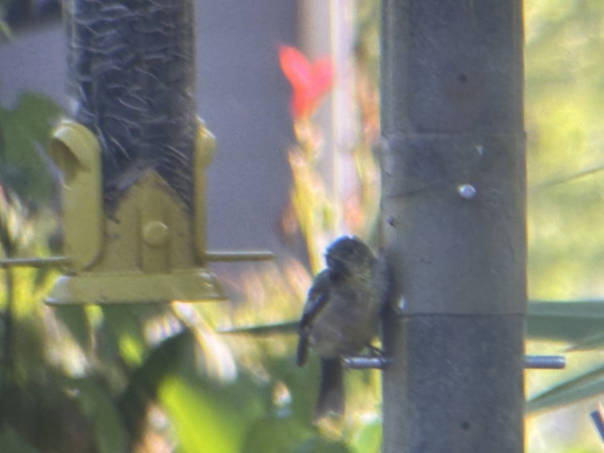 American Goldfinch - ML642550070