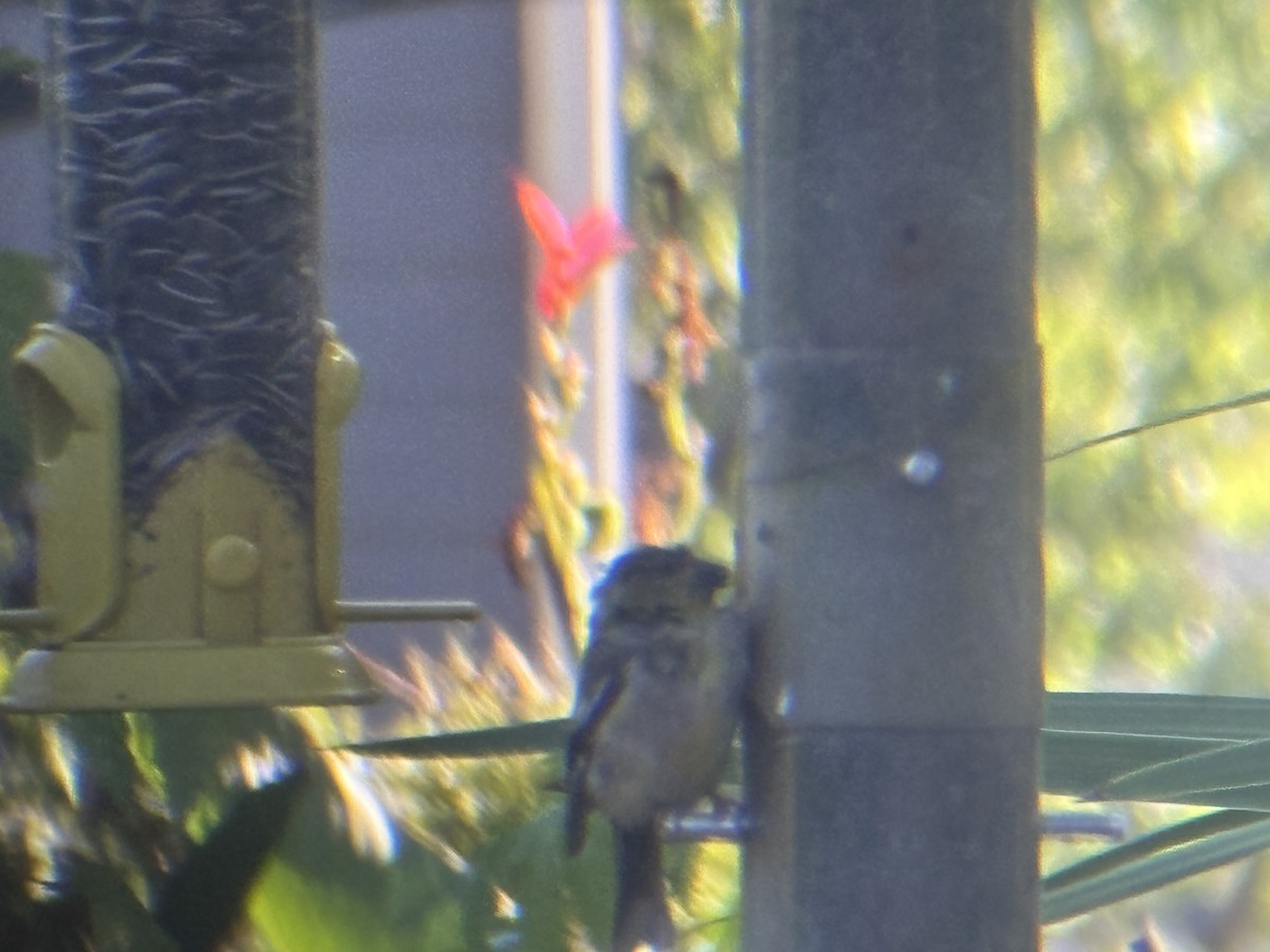 American Goldfinch - ML642550071