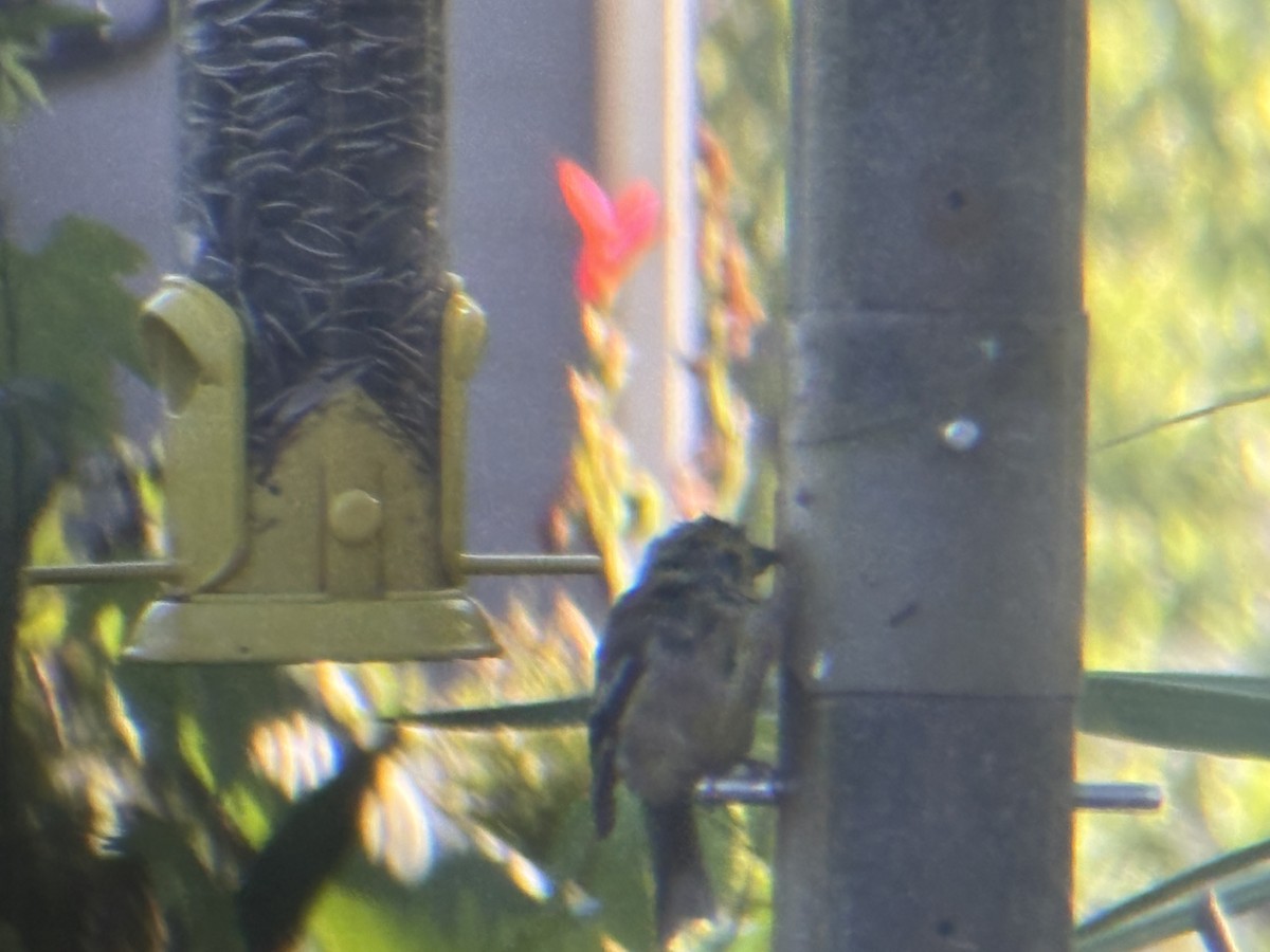 American Goldfinch - ML642550072