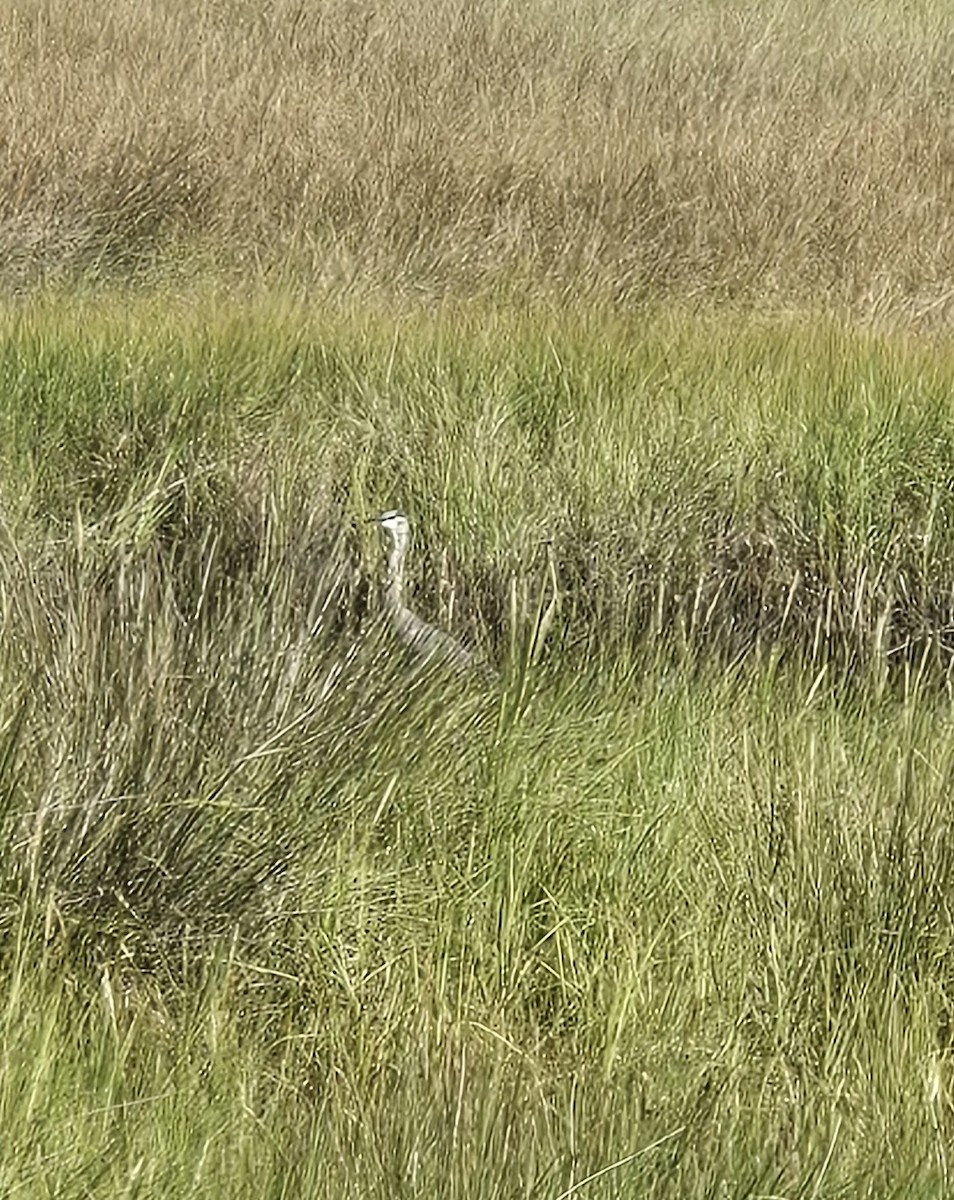 Great Blue Heron - ML642550086