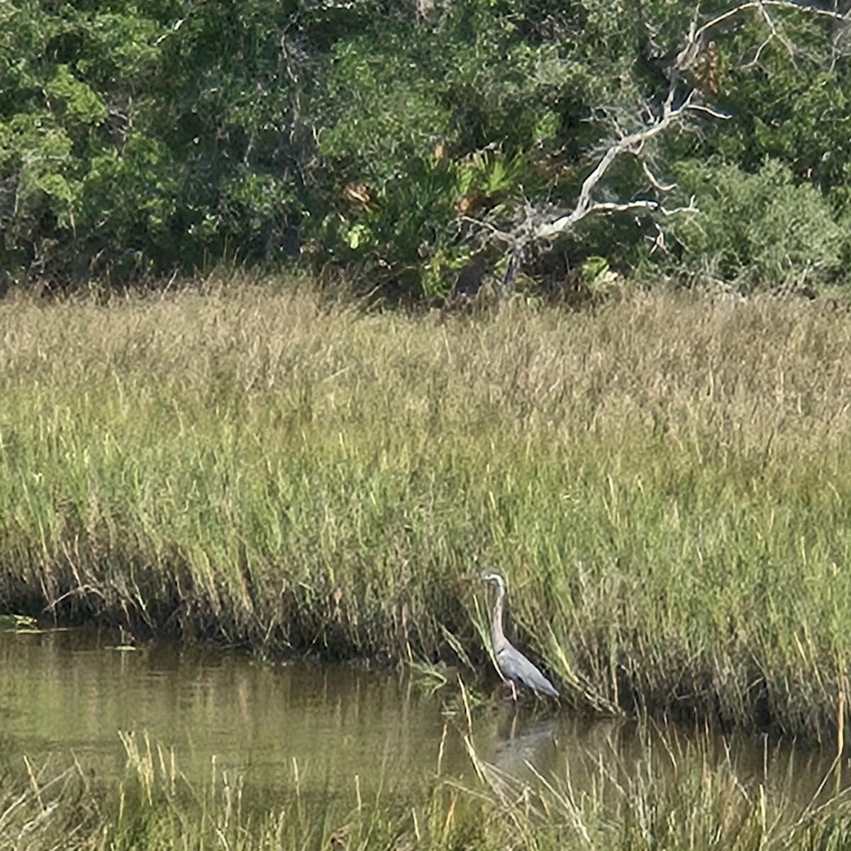 Great Blue Heron - ML642550101