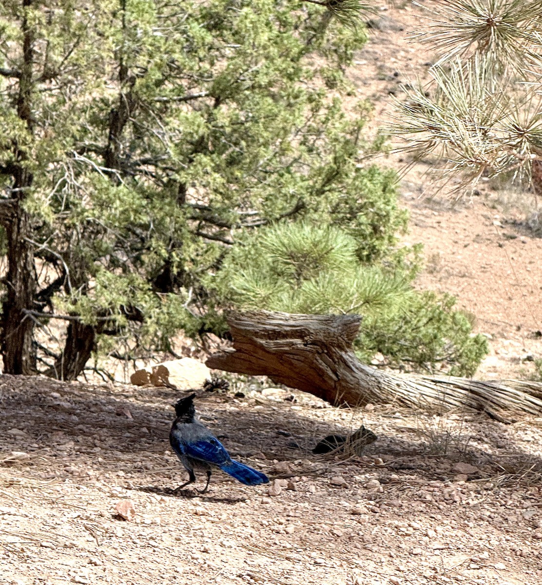 Steller's Jay - ML642550138