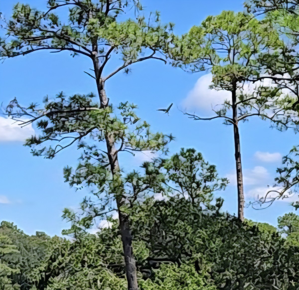 Osprey - ML642550147