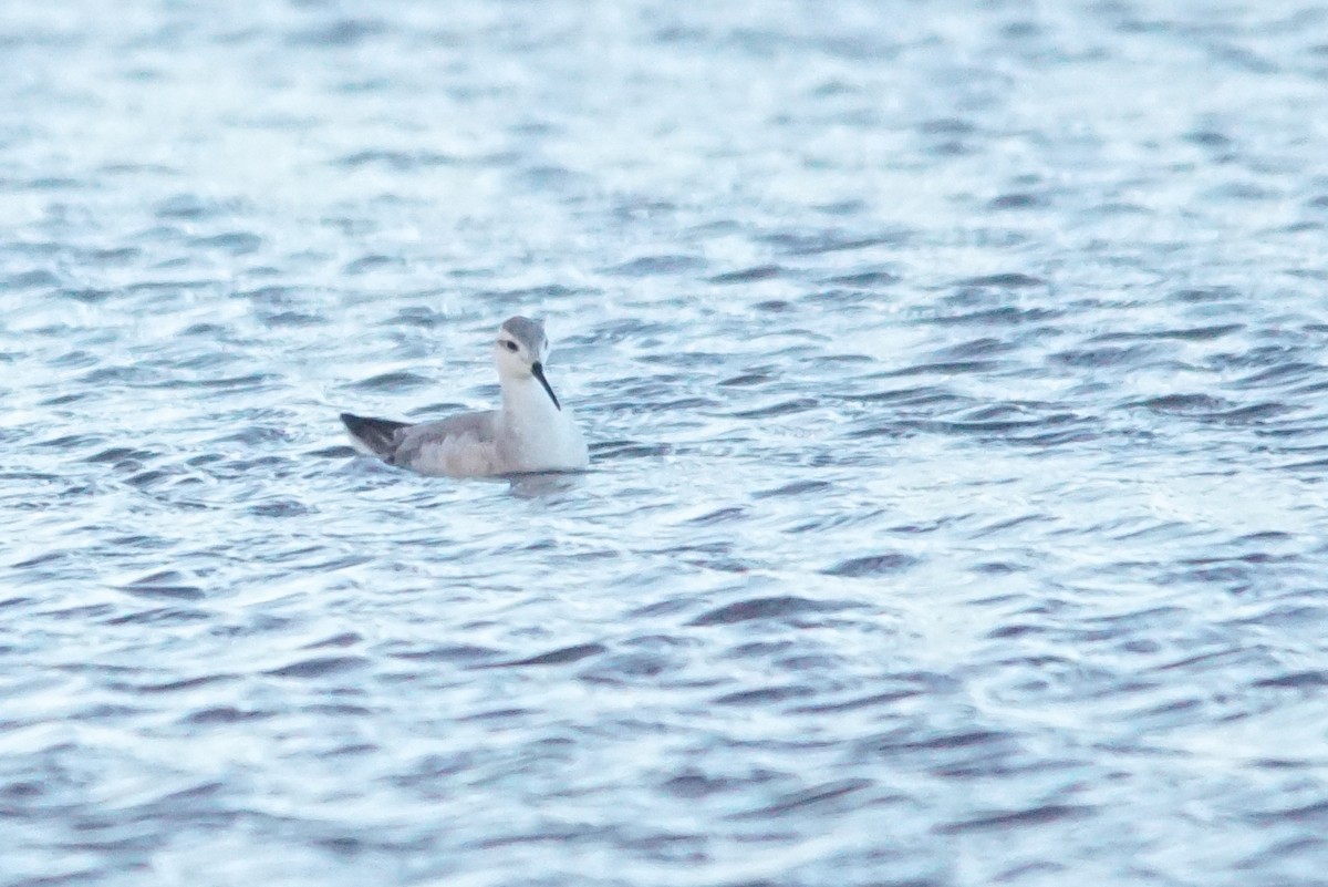 Wilson's Phalarope - ML642550150