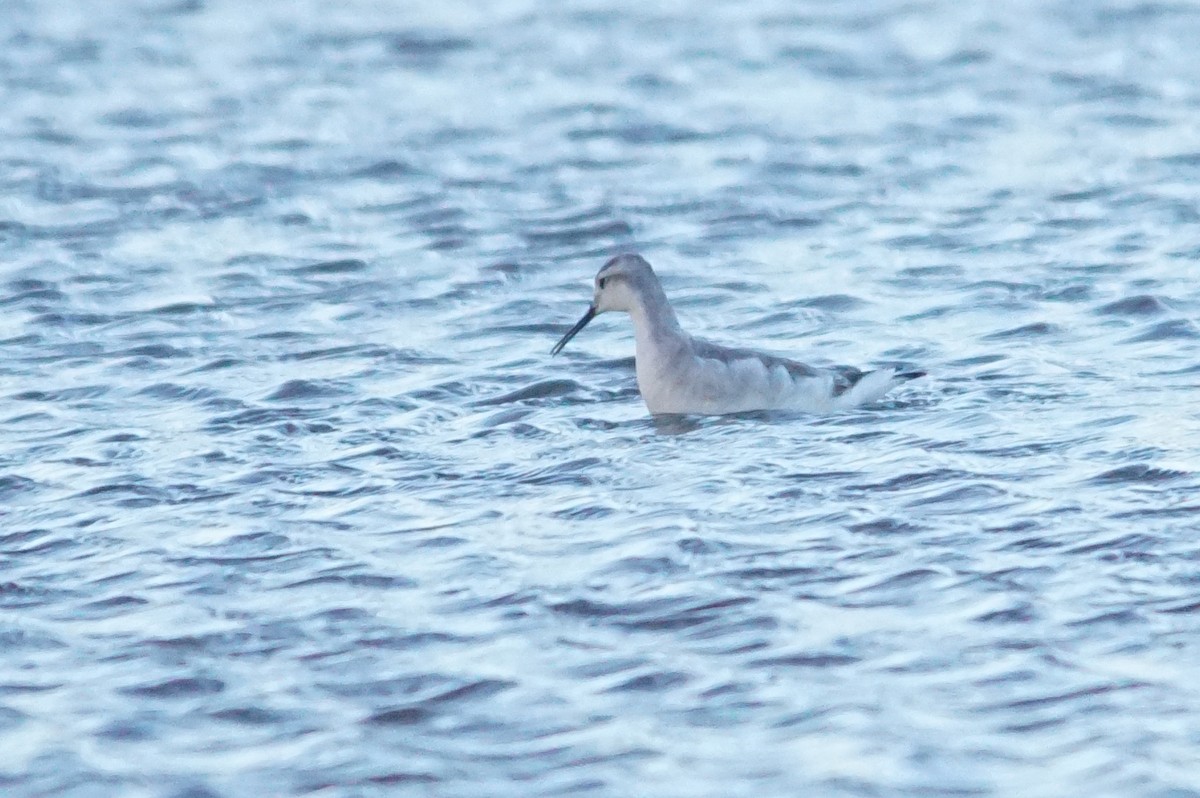 Wilson's Phalarope - ML642550159