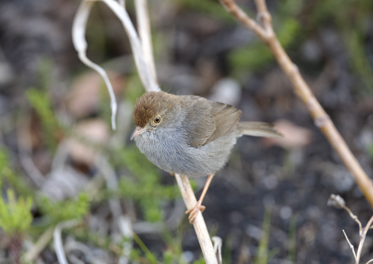 Piping Cisticola - ML642550166