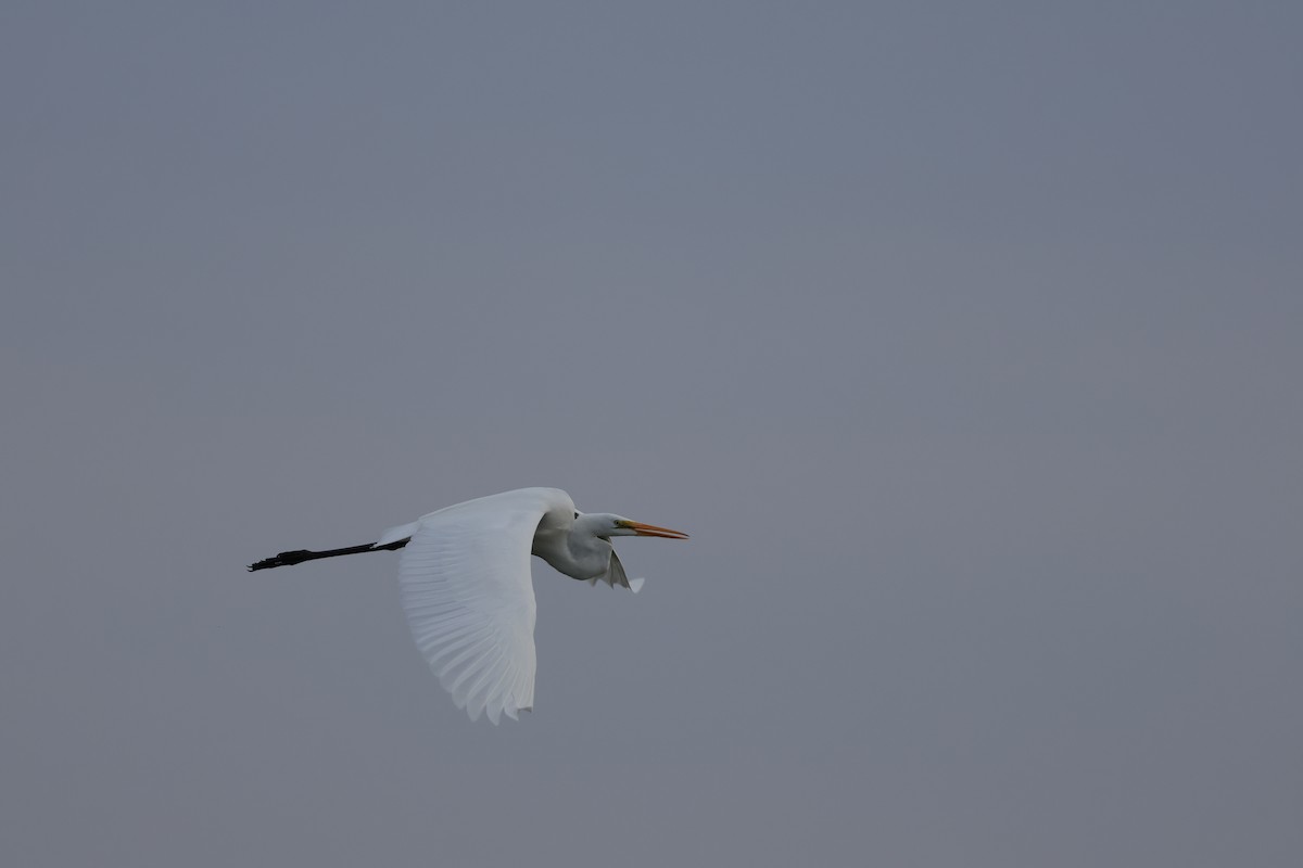 Great Egret - ML642550168