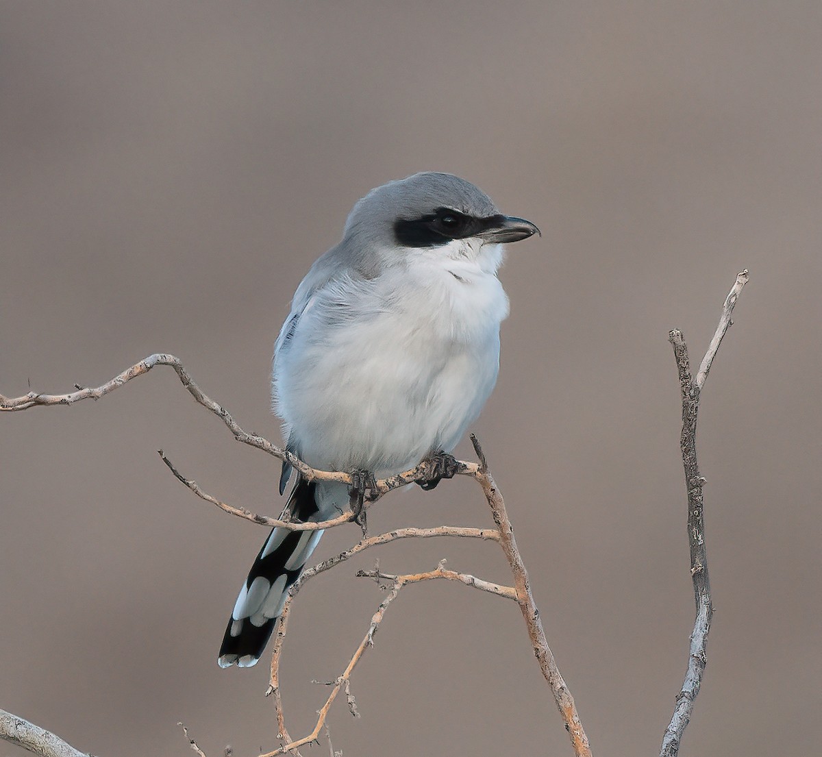 Loggerhead Shrike - ML642550199