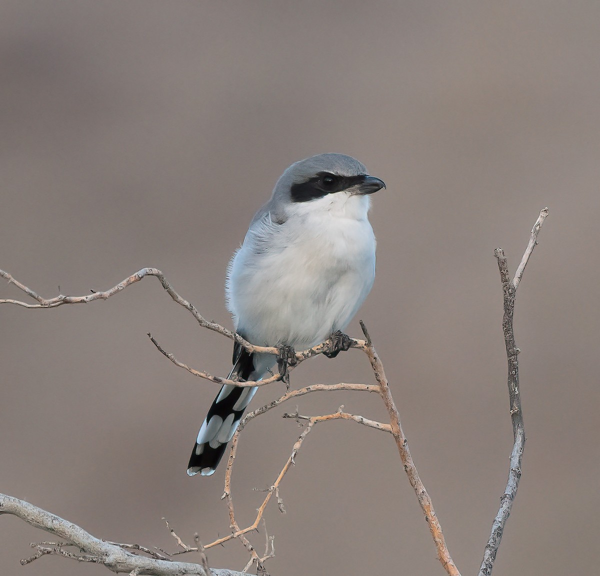 Loggerhead Shrike - ML642550200