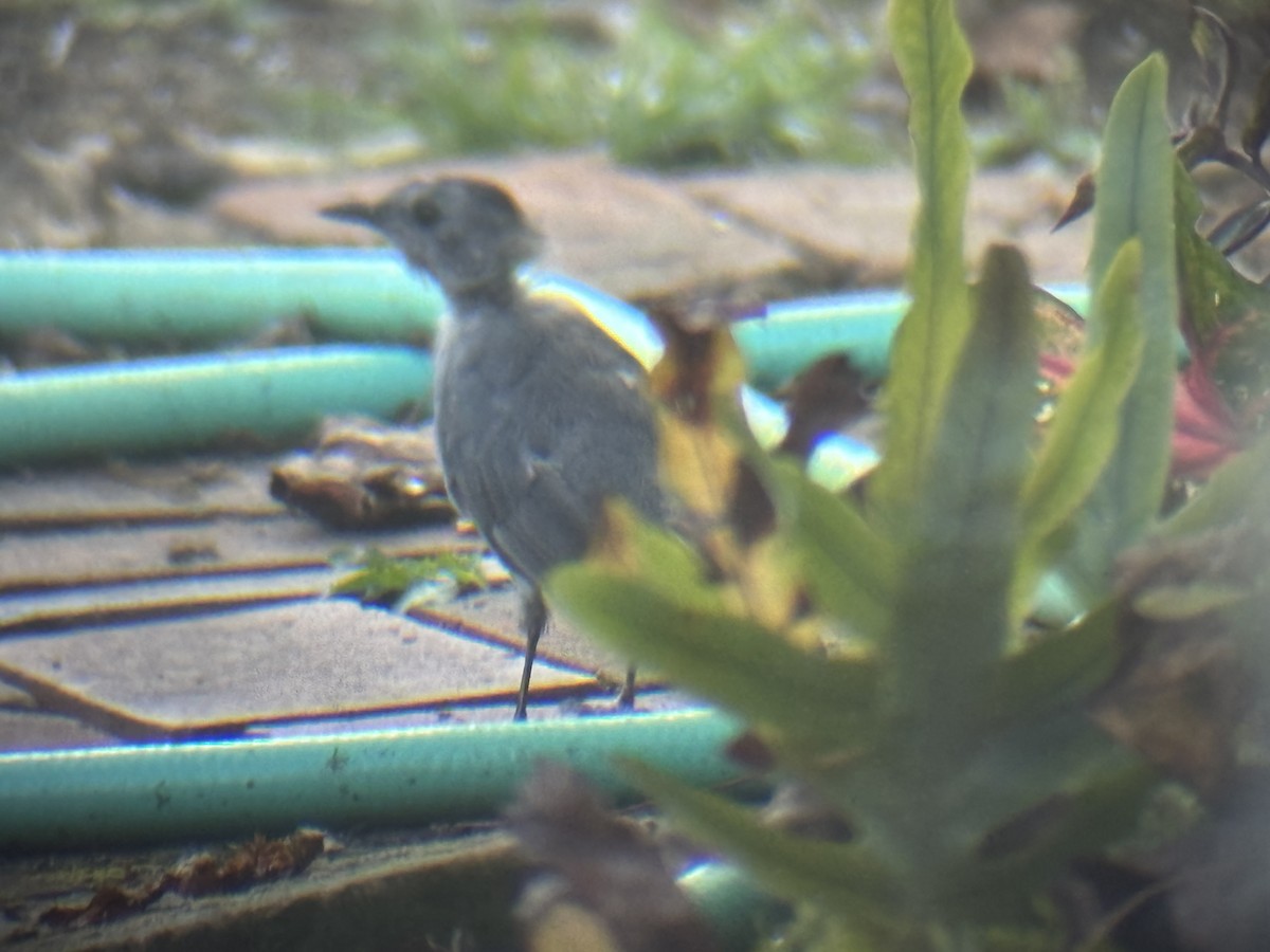 Gray Catbird - ML642550226