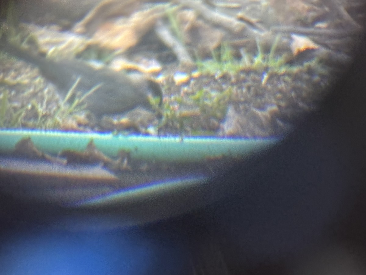 Gray Catbird - ML642550227