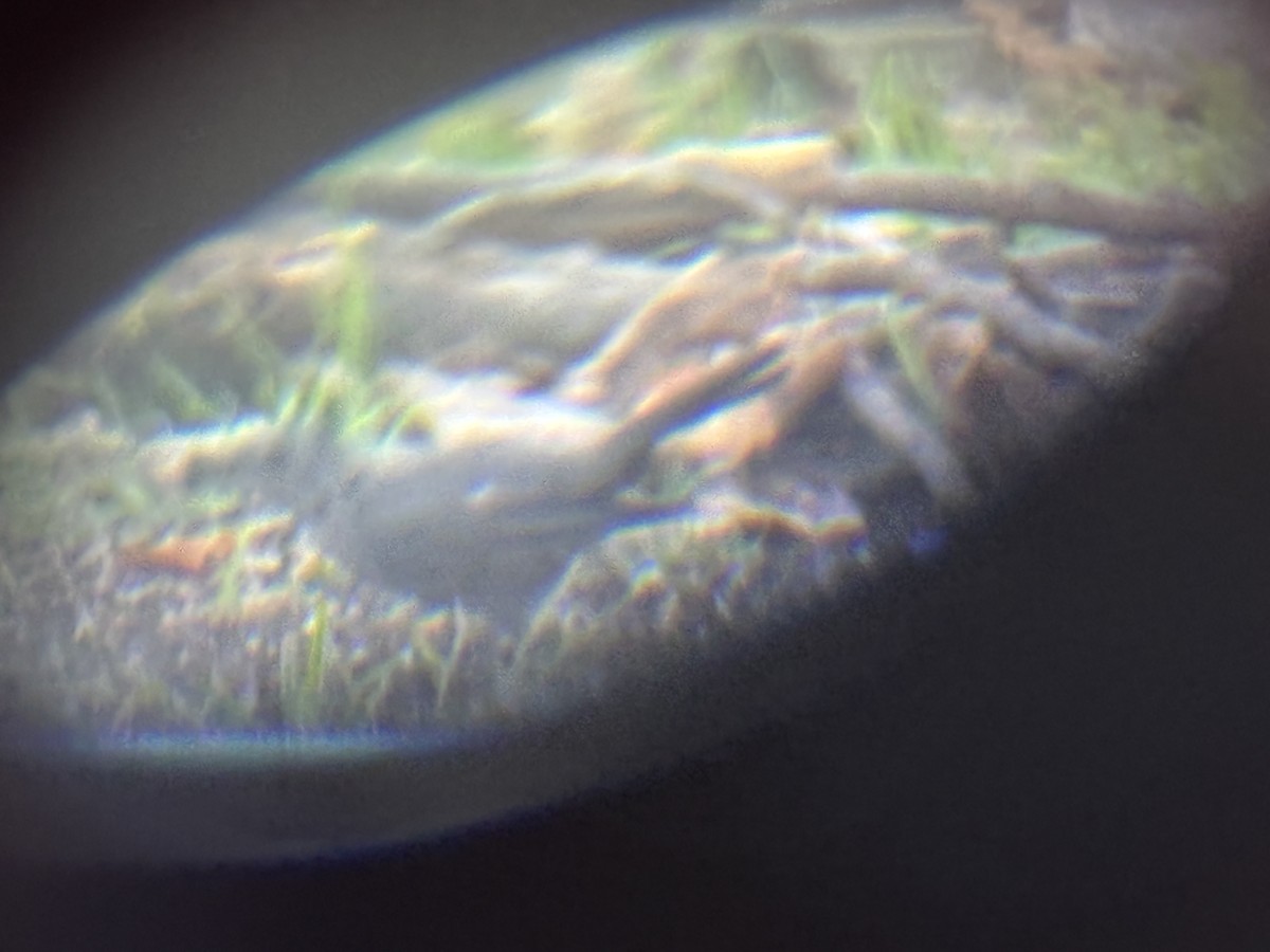 Gray Catbird - ML642550228