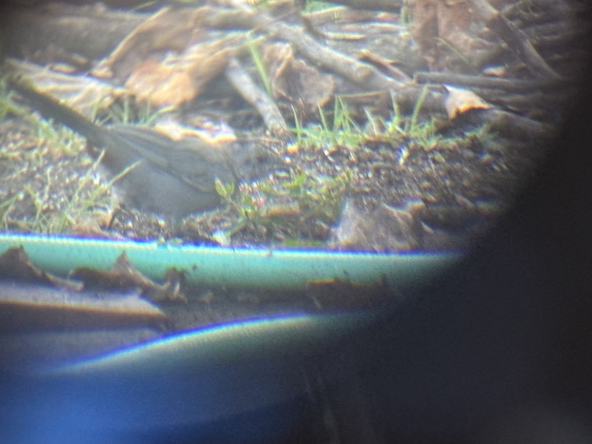 Gray Catbird - ML642550229