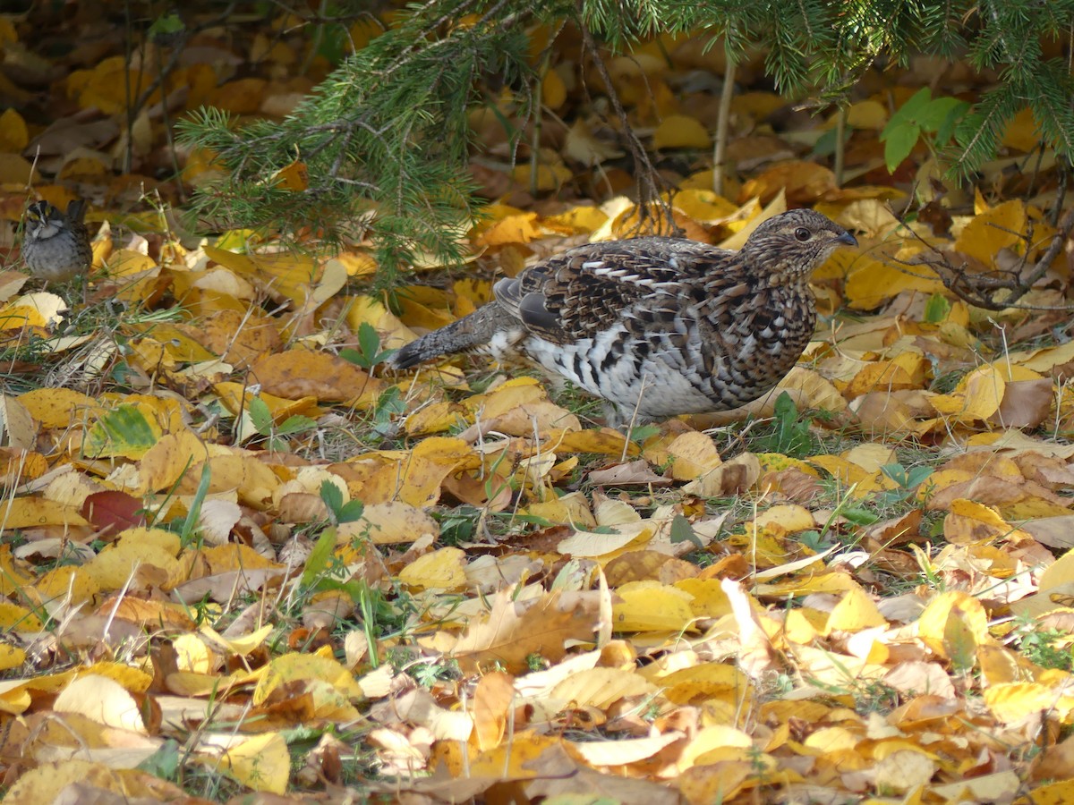 Ruffed Grouse - ML642550262