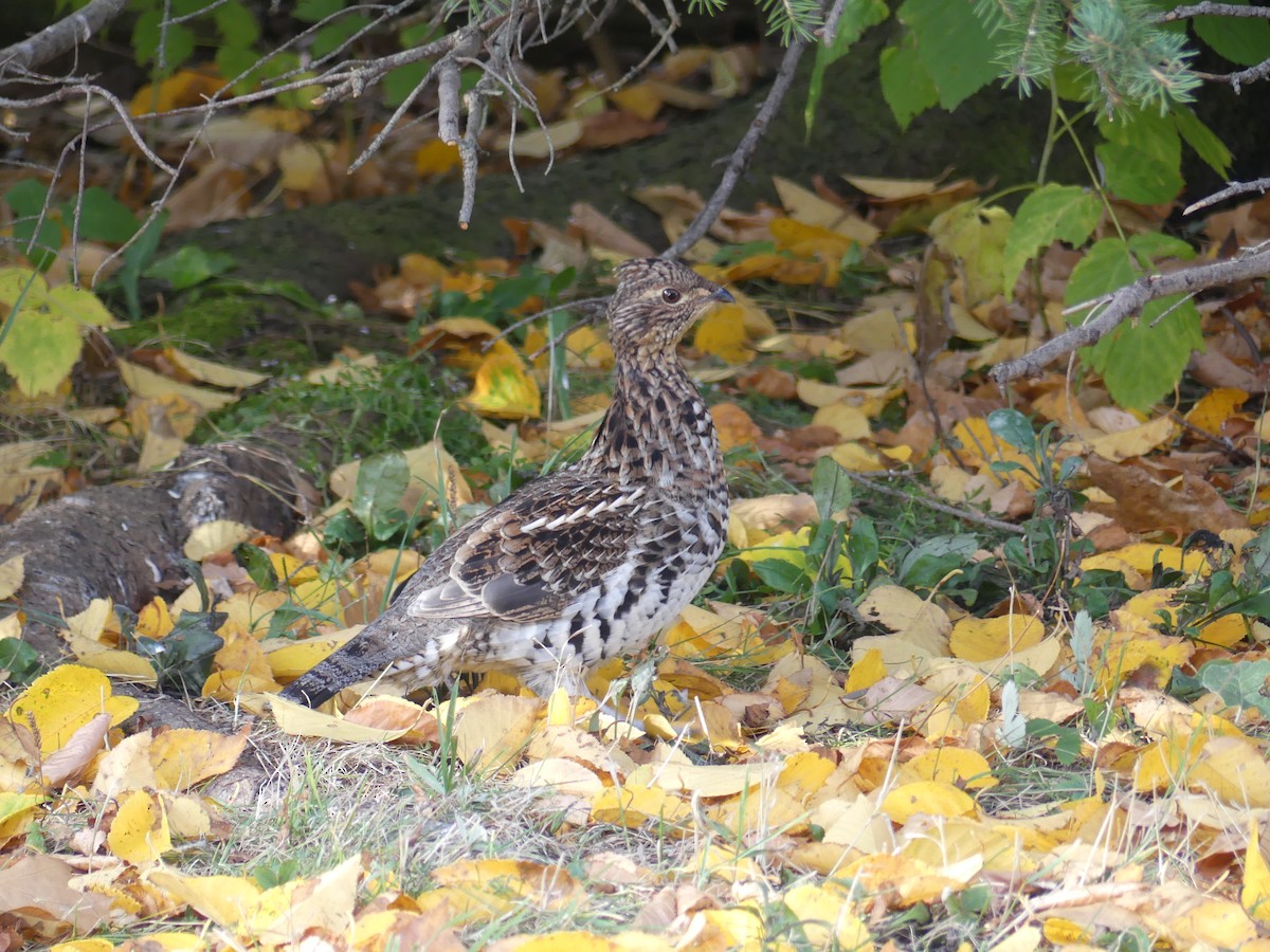 Ruffed Grouse - ML642550263