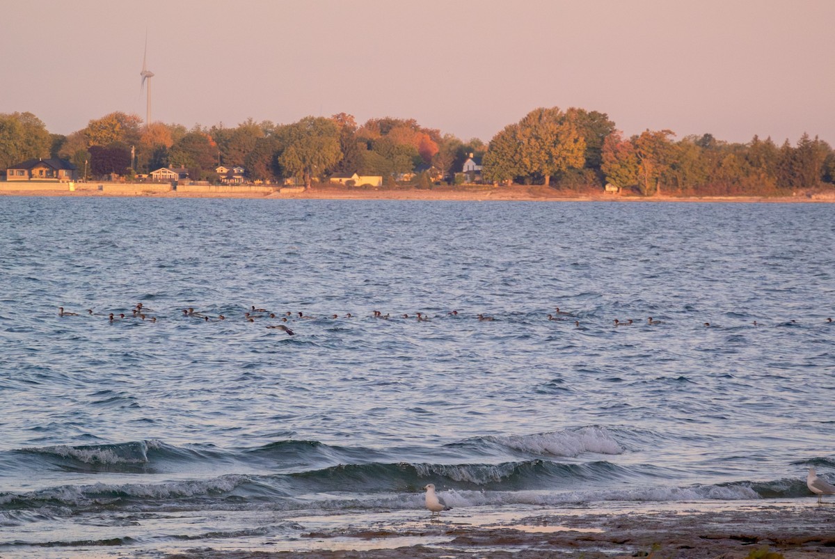 Common Merganser - ML642550289