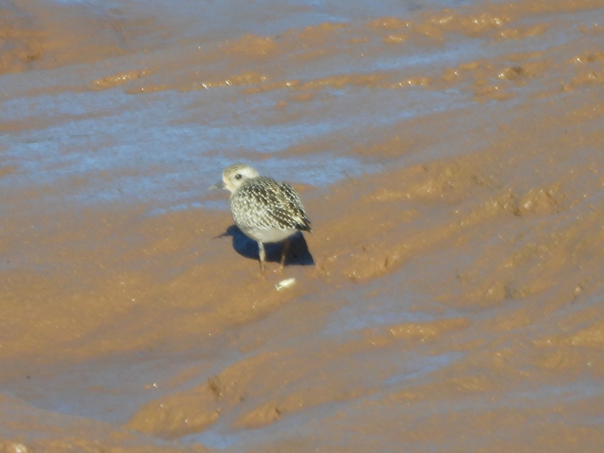 Black-bellied Plover - ML642550295