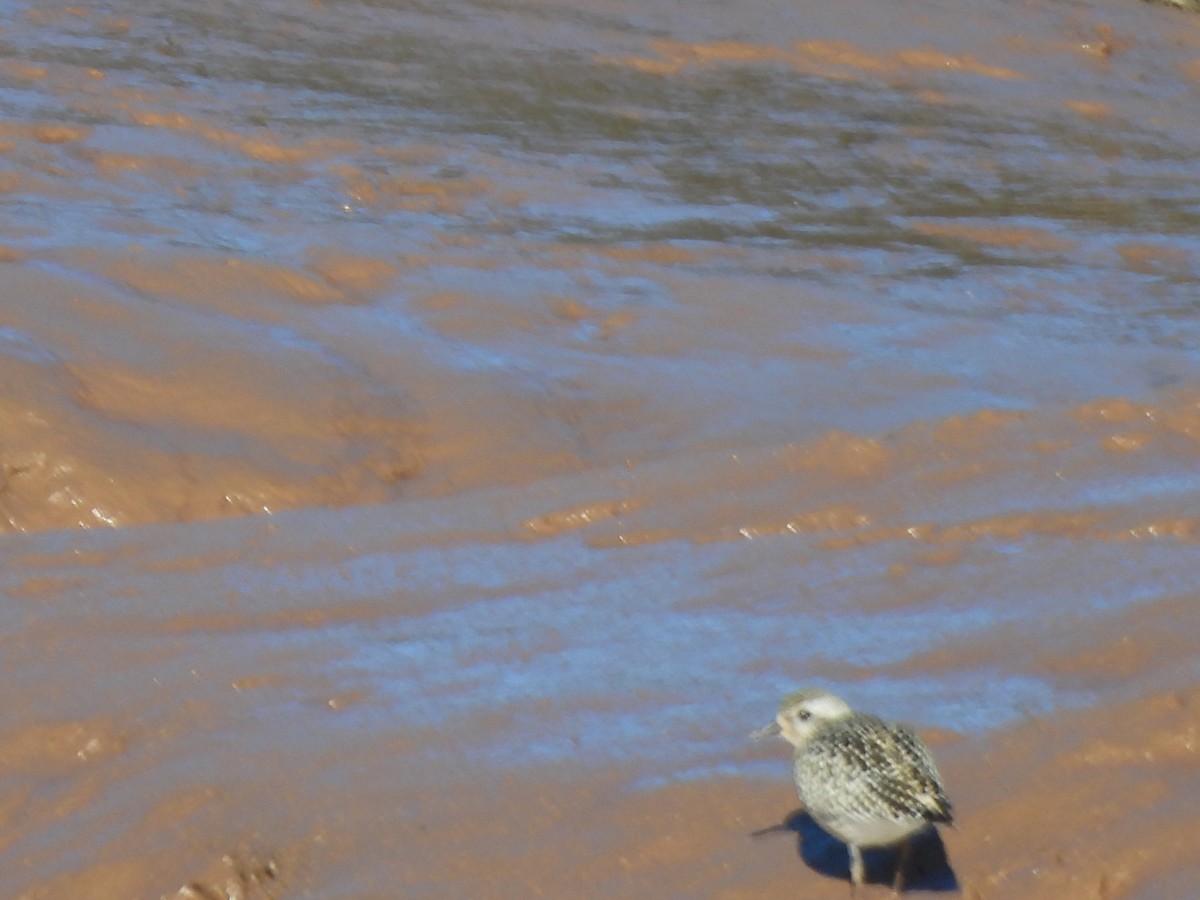 Black-bellied Plover - ML642550296