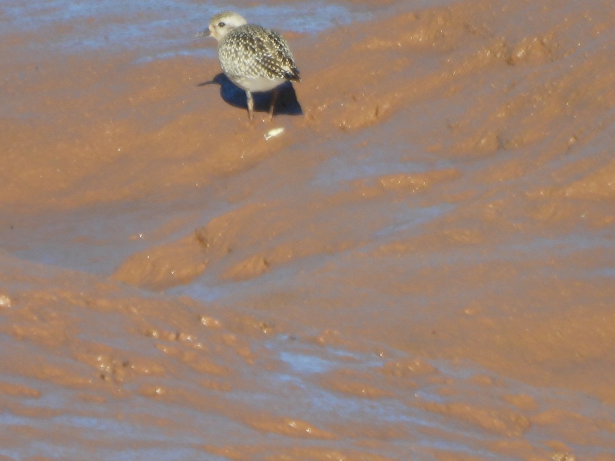Black-bellied Plover - ML642550297