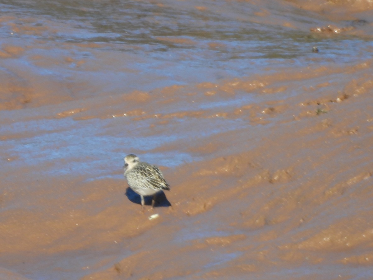 Black-bellied Plover - ML642550298
