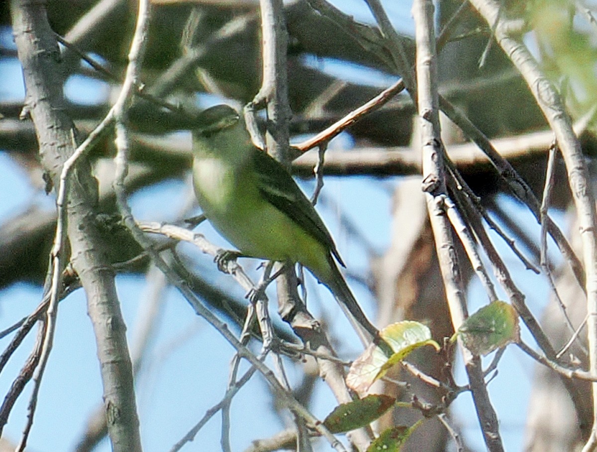 Bell's Vireo - ML642550325