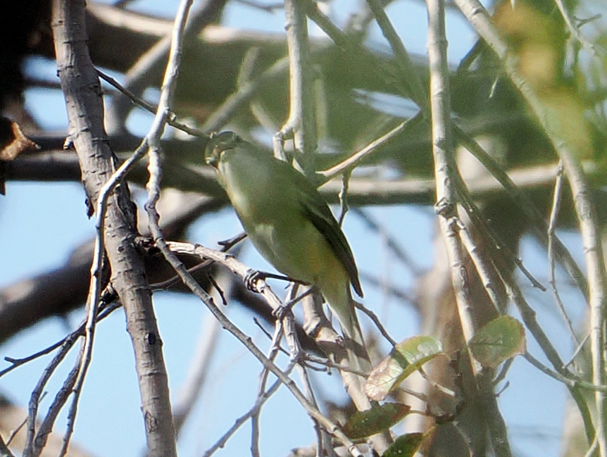 Bell's Vireo - ML642550326