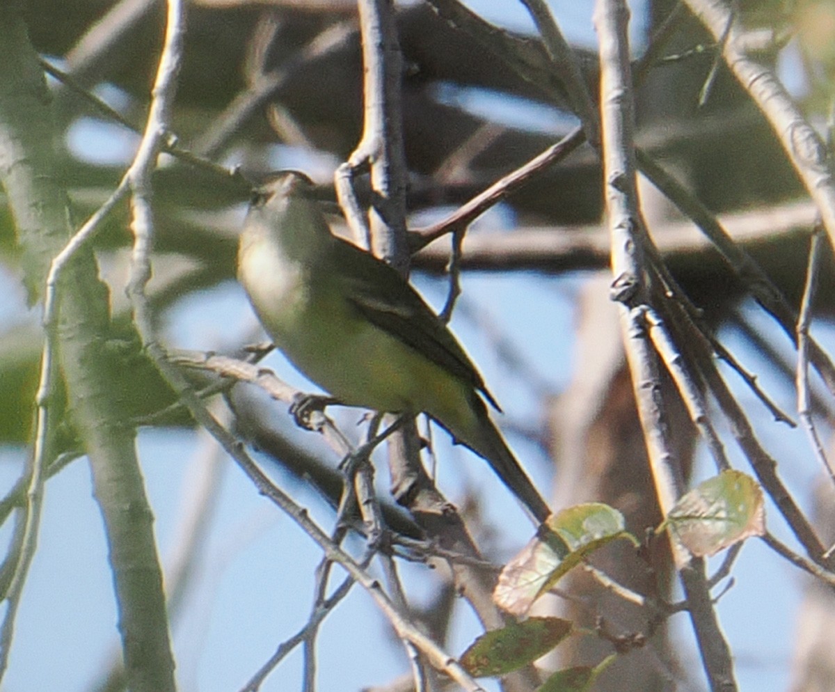 Bell's Vireo - ML642550327