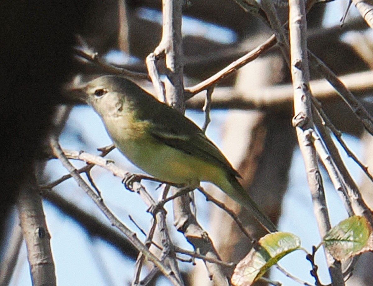 Bell's Vireo - ML642550329
