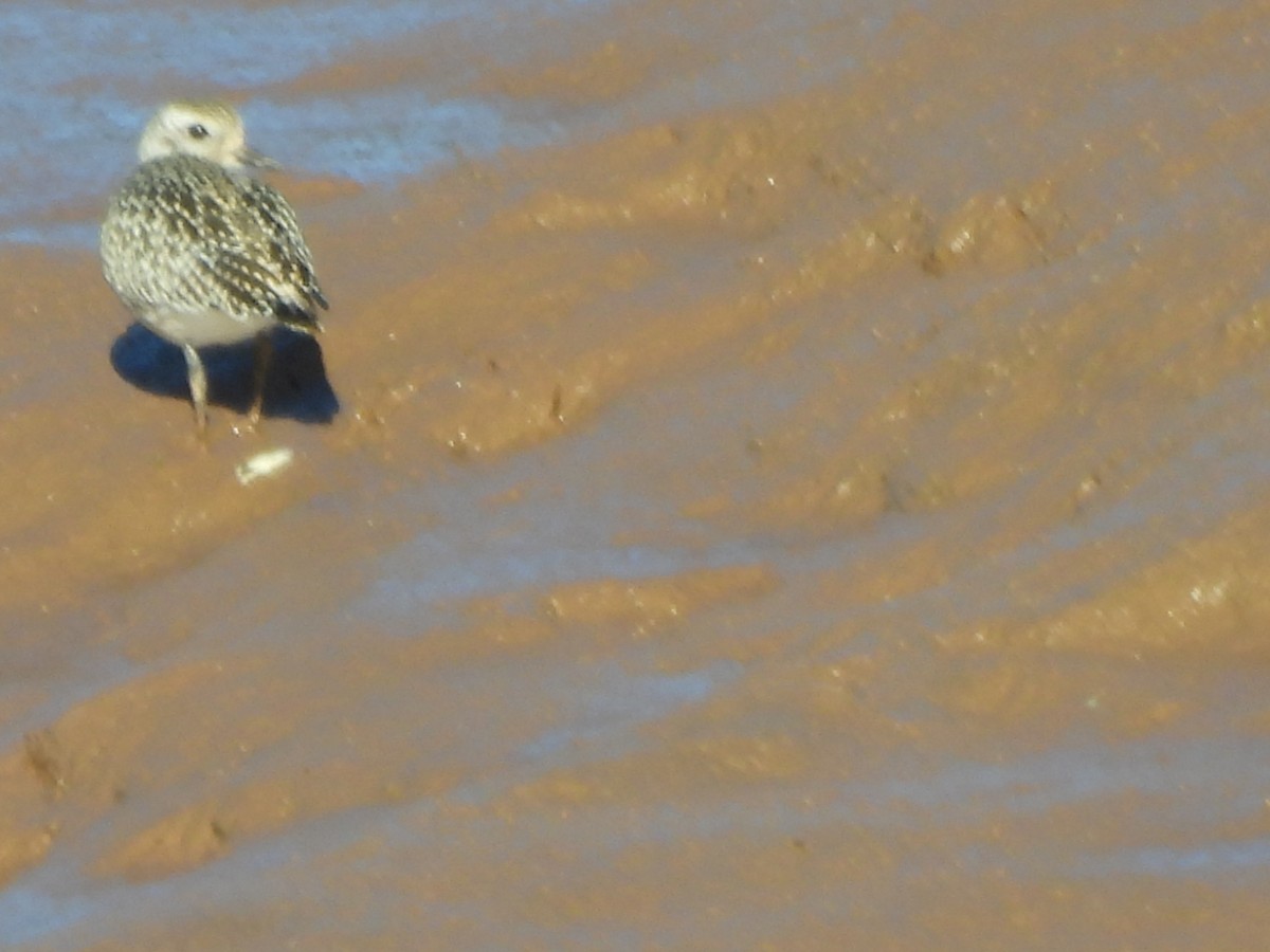 Black-bellied Plover - ML642550359