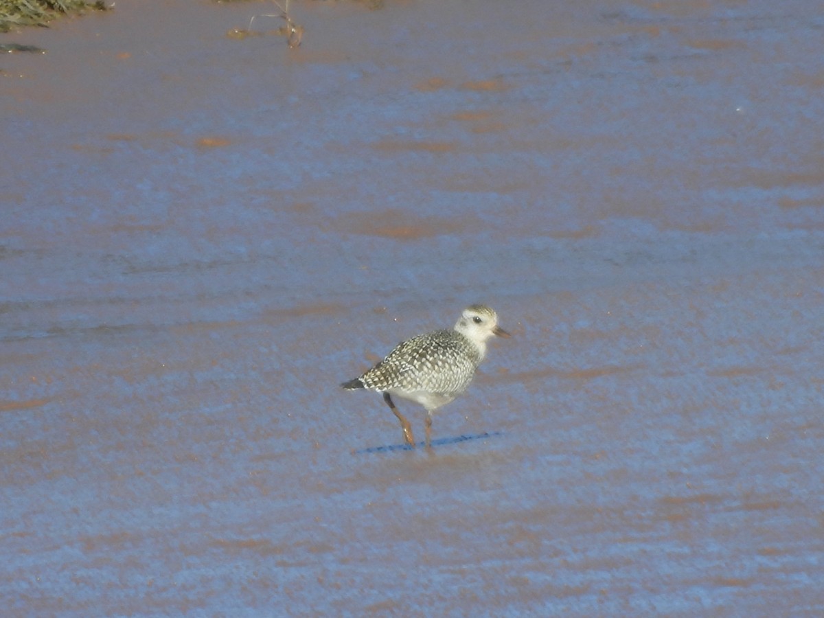 Black-bellied Plover - ML642550360
