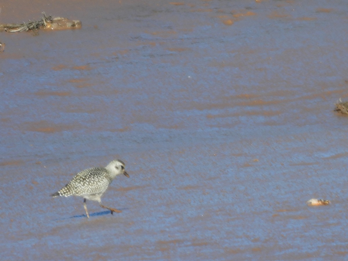 Black-bellied Plover - ML642550361