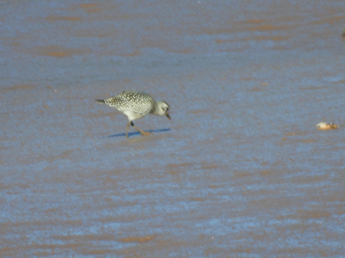 Black-bellied Plover - ML642550362